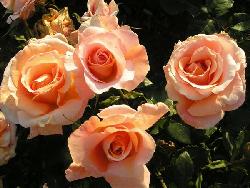 Special Occasion�